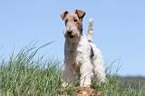 FOX TERRIER 375